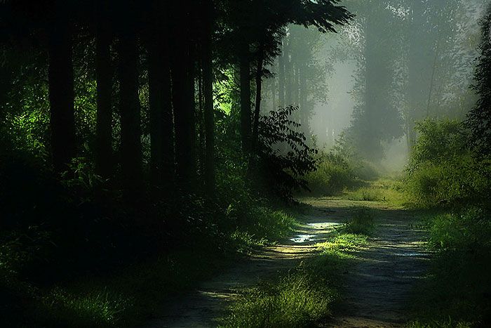 ʧɭ ͷ | CaraMulberry ʧɭֵĵ