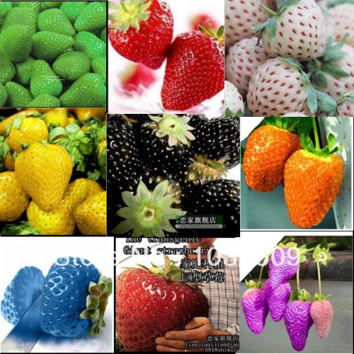 red orange yellow Red Sealӡ  ֵװ 500g/ƿ(2015-0