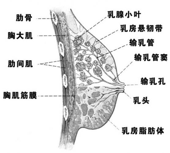 鷿ʹǻ ̸Ϊ