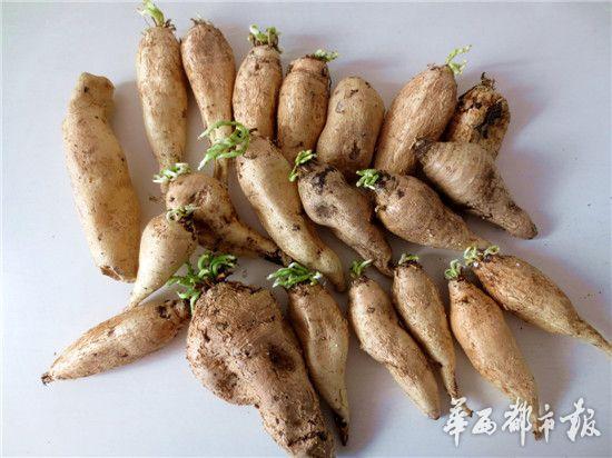 ĴػΣֲ ĴػΣֲϵж⣿ ֲôŶ