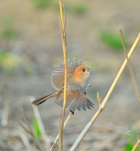 ͷѻȸ ϾϽɽɫ񵰾ȷΪͷѻȸ(ͼ) 